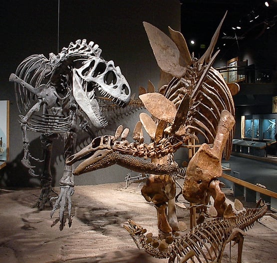 Fossils of a stegosaur (Stegosaurus stenops, DMNH 2249), and its babies being attacked by an allosaur (Allosaurus fragilis, DMNH 1483) at the Denver Museum of Science and Nature.PhotobyLukeJones.