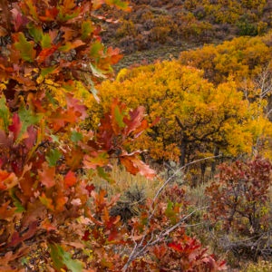 Gambel Oak Scrub Oak Fall Colors Colorado