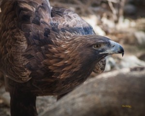 Golden Eagle Colorado Bird Of Prey