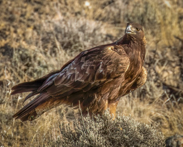 Golden Eagle