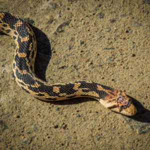 Gopher-Snake-Rick-Spitzer-300x300