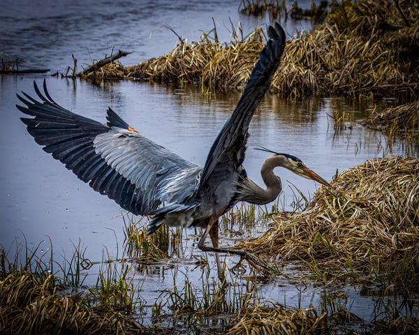 GreatBlueHeron014