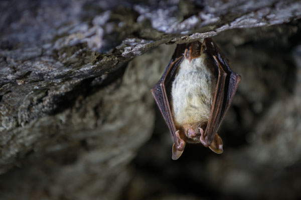 Greater mouse-eared bat_600x400