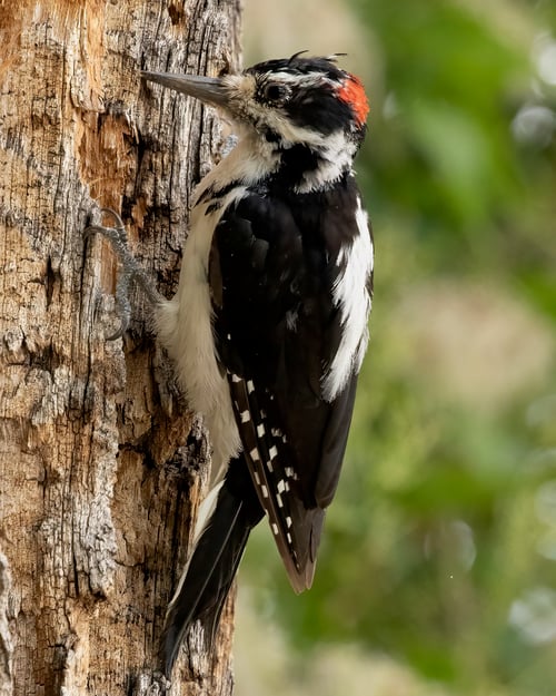 HairyWoodpecker