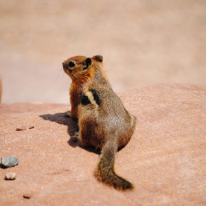 Haleys-Ground-Squirrel-300x300