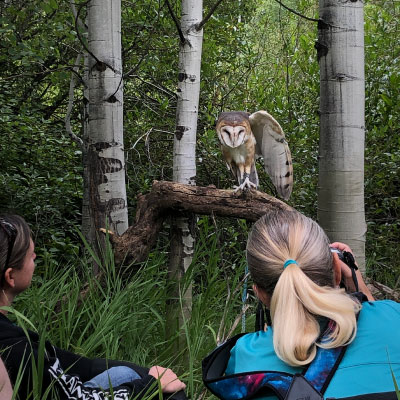 Hawk-Quest---Walking-Mountains,-Avon-2019--1-400x400