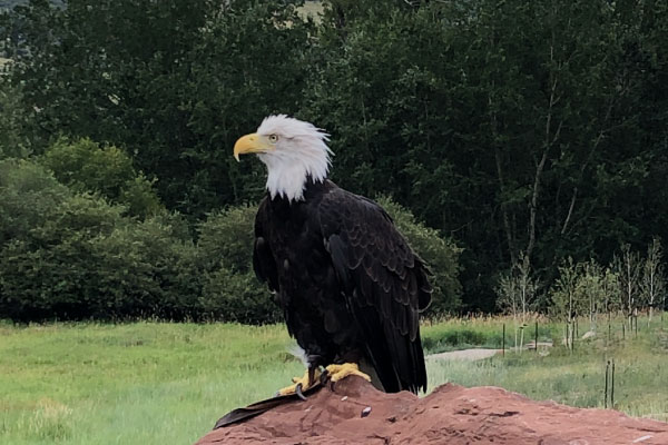 Hawk-Quest---Walking-Mountains,-Avon-2019--3-600x400