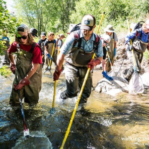 High-School-Internship-Fish-Shocking-73-of-119_Walking-Mountains-Science-Center-300x300