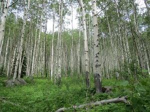 Hiking-Martin-Creek-Minturn-Colorado-3_web