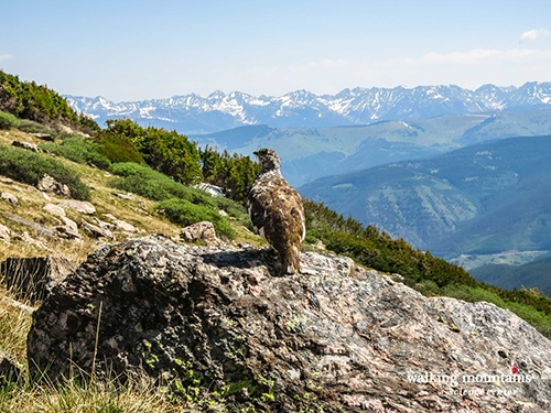 Hiking-Notch-Mountain-Holy-Cross-Wilderness-Web