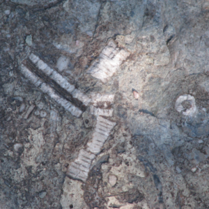 Hiking-Through-History-McCoy-Fossil-Beds-Colorado