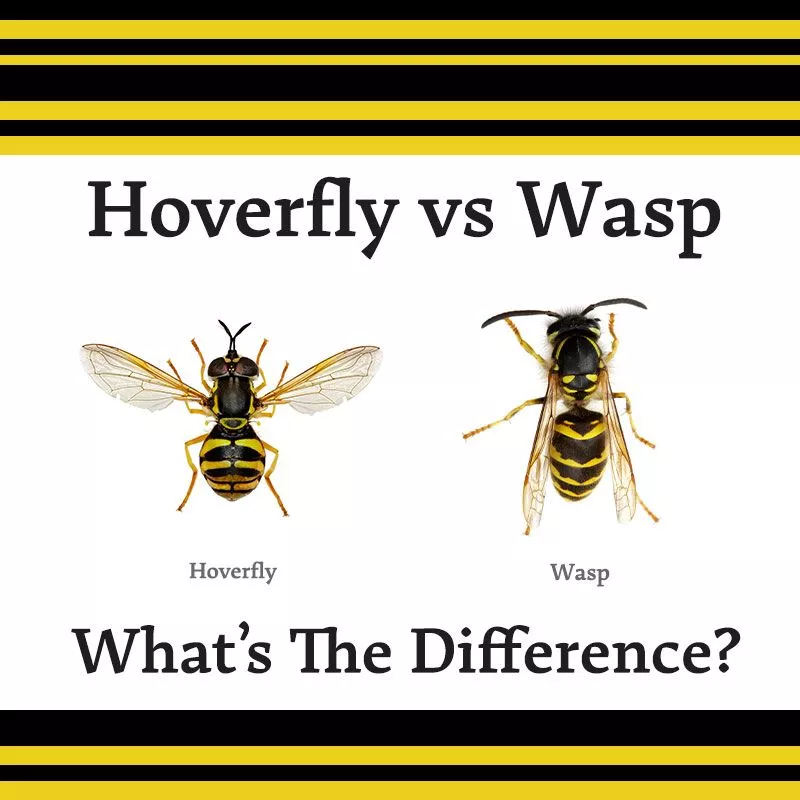 Hoverfly-vs-Wasp