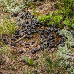 How To Identify Animal Scat in Colorado