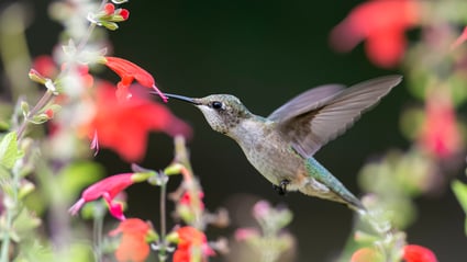 Hummingbird