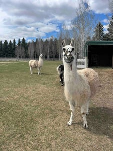 Paragon Llamas