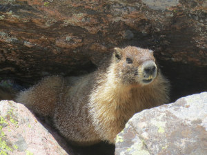 Marmot on Vail Backcountry Hike