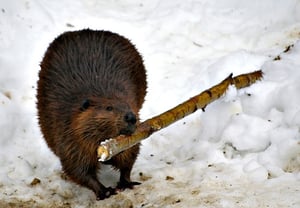 Time for Beavers to do some spring cleaning