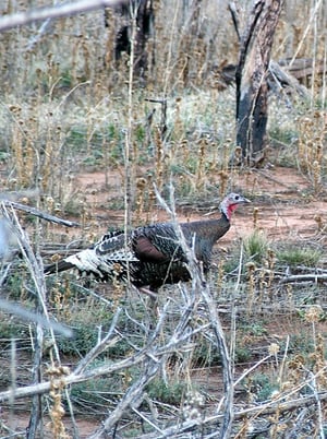 Merriams Wild Turkey