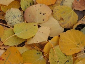 Aspen_leaves