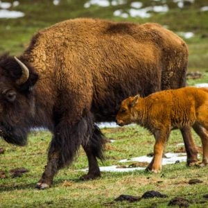 American Bison with Calf in Coloraod