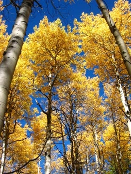 Aspen trees changing in Colorado