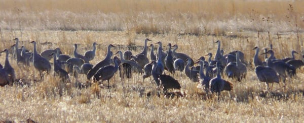 Sandhill Cranes Migration, Alamosa CO