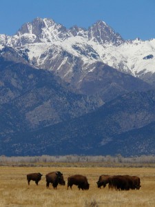 Medano Zapata Ranch Bison herd