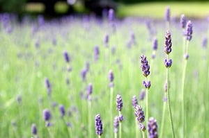 The Science Behind Perfume