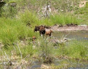 moose with babies in Minturn, CO