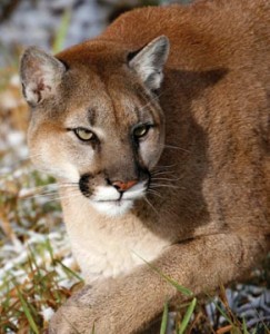 Colorado cats - mountain lion