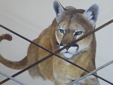 Mountain Lion at Walking Mountains