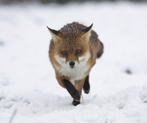 Cute Fox In Winter 