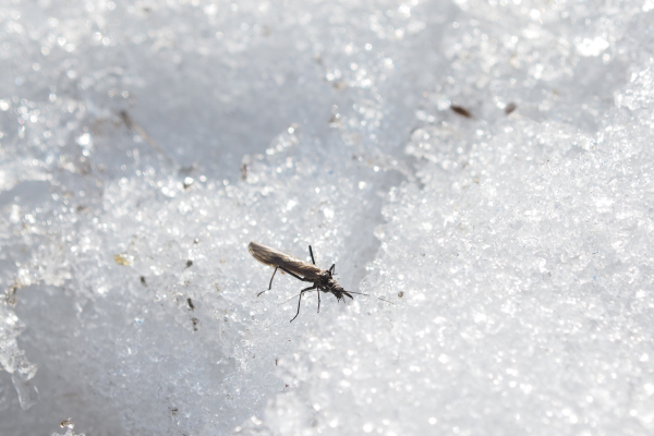 Insect-on-snow-400x600