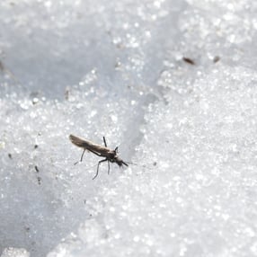 Insects-in-snow