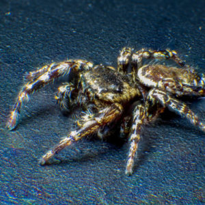 Jumping-Spider-copyright-Rick-Spitzer-300x300