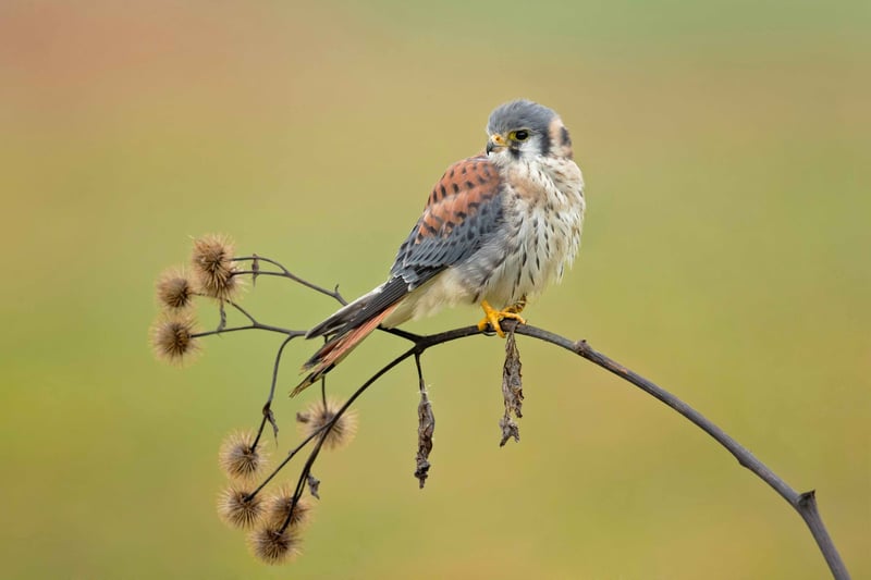 Kestrel