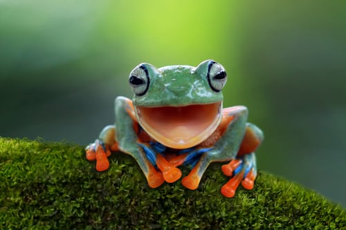 Laughing Tree Frog
