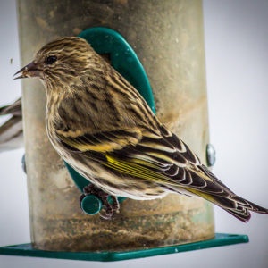 Little Brown Birds and how to identify different species