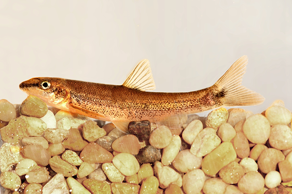 Longnose-dace_Colorado
