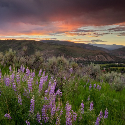 Lupine-Wildflowers-at-Sunset-Homestead-Open-Space-Edwards-400x400