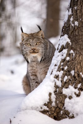 Lynx Rocky Mountain National Park