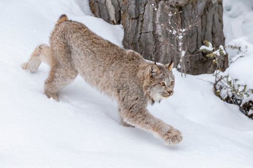 Lynx