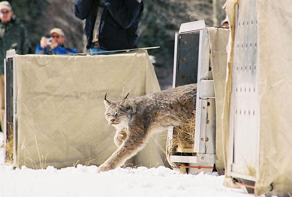 LynxReIntroductionColorado1