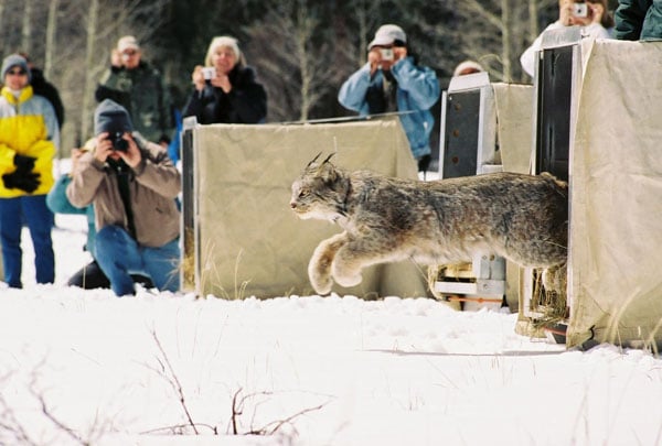 LynxReIntroductionColorado2