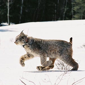 LynxReIntroductionColorado_300x300