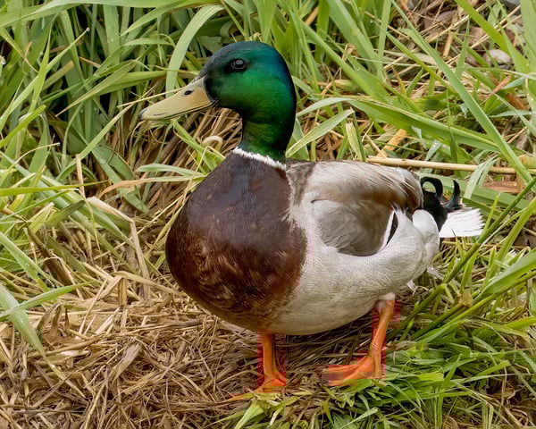 MallardDuck