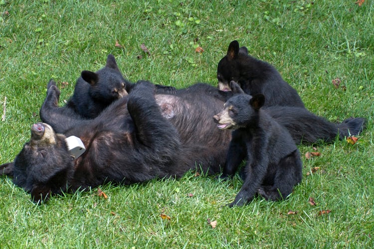 Mama Black Bear Nursing Her Cubs