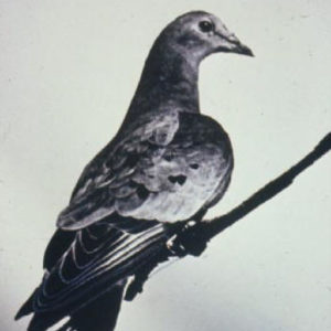 Martha-the-Last-Passenger-Pigeon-300x300