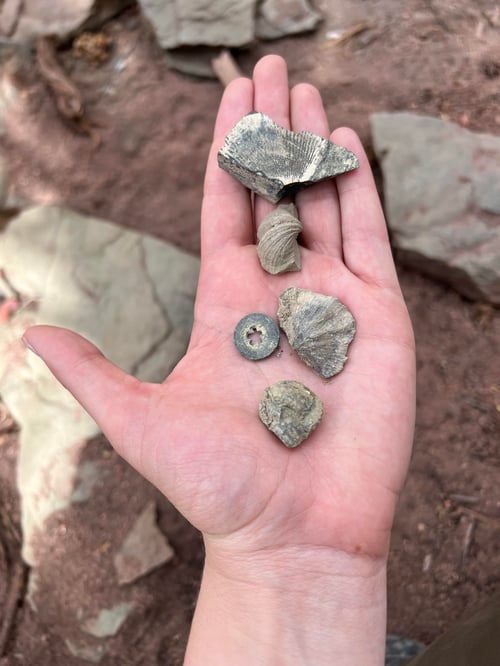 McCoyFossils2