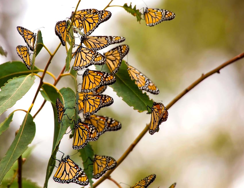 Monarch butterflies